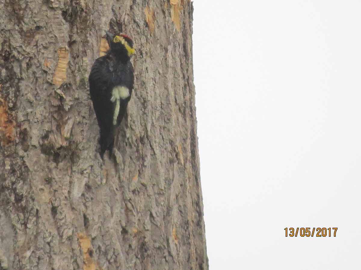 Yellow-tufted Woodpecker - ML58229581