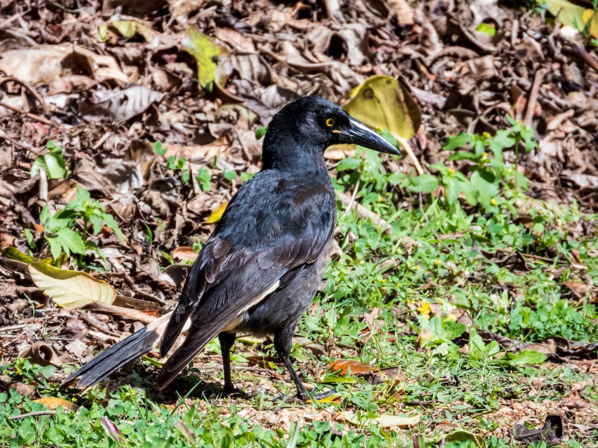 Pied Currawong - ML582296681