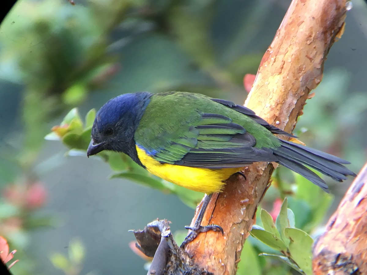 Black-chested Mountain Tanager - ML58229731