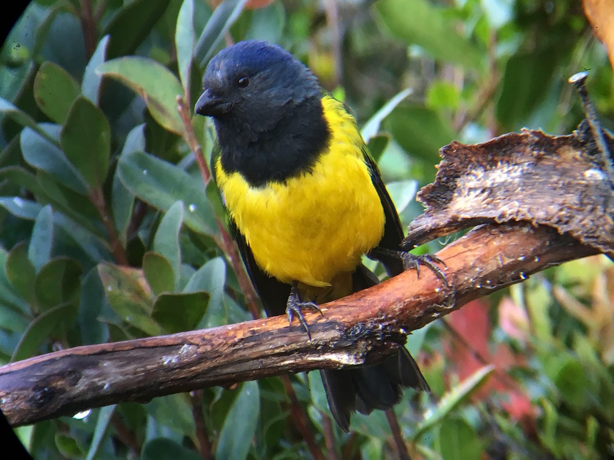 Black-chested Mountain Tanager - ML58229741