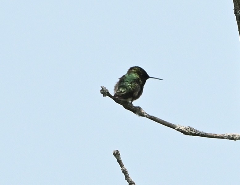 Ruby-throated Hummingbird - ML582298551
