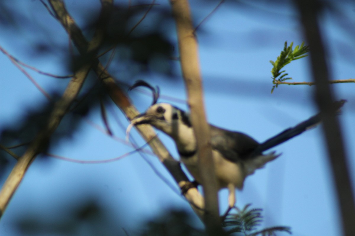 White-throated Magpie-Jay - juventino chavez