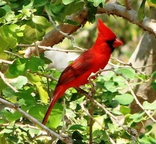 Northern Cardinal - juventino chavez
