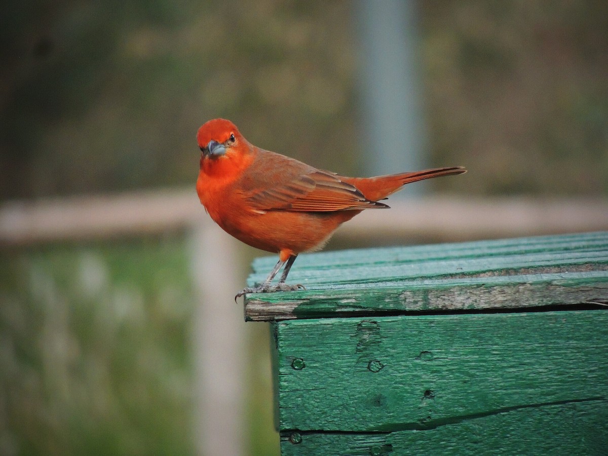 Hepatic Tanager - ML582303611