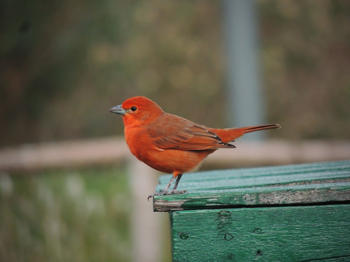 Hepatic Tanager - ML582303621