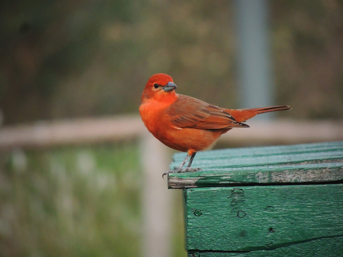 Hepatic Tanager - ML582303641