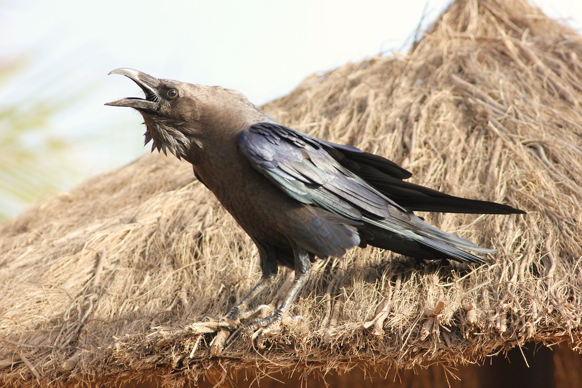 Brown-necked Raven - ML582305541