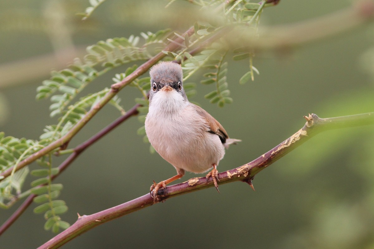 Spectacled Warbler - ML582305771