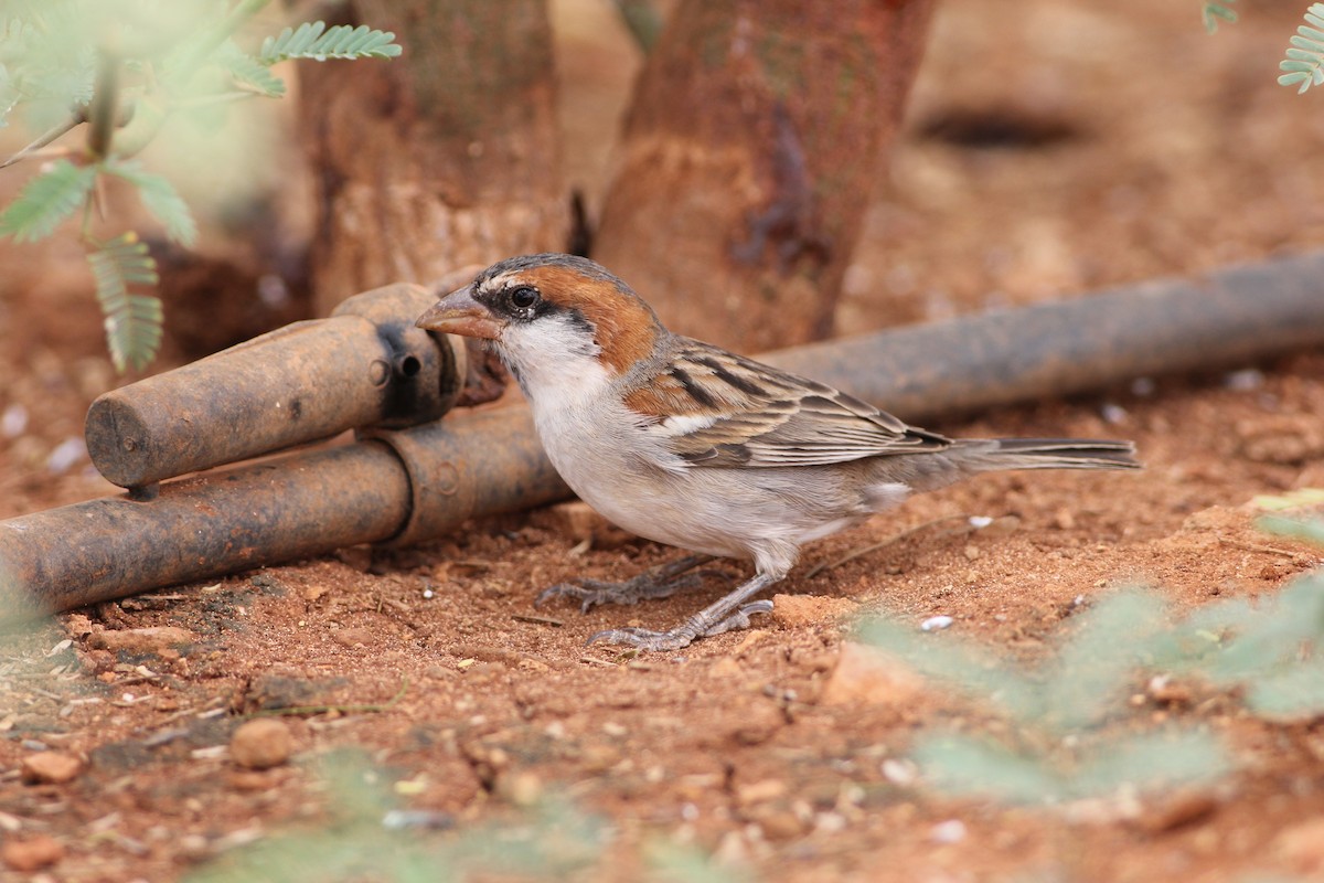 Cape Verde Sparrow - ML582306111