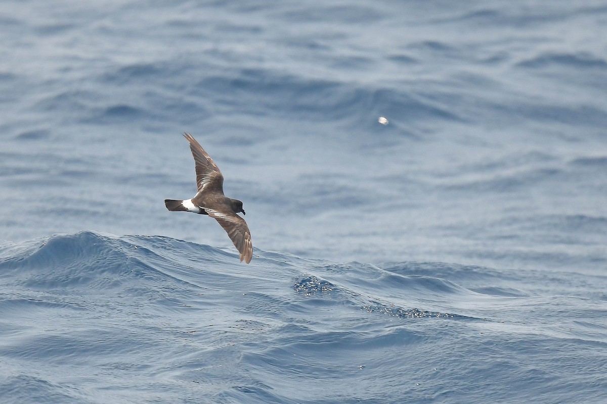 Band-rumped Storm-Petrel (Grant's) - Kate Sutherland