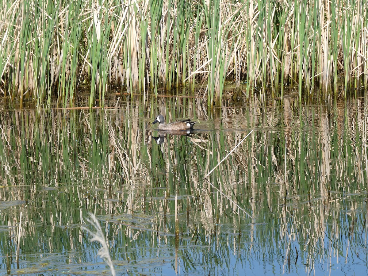 Blue-winged Teal - ML582321231