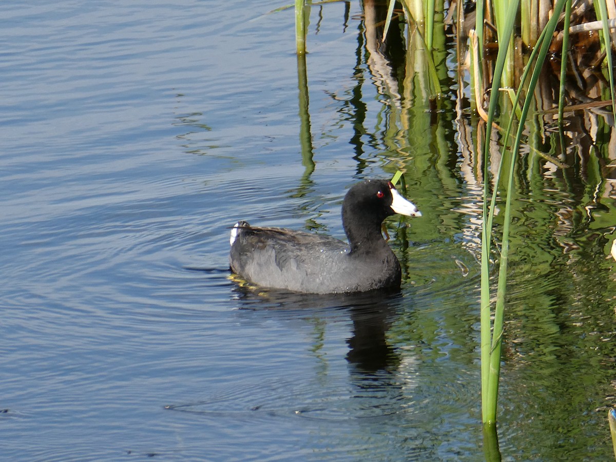 American Coot (Red-shielded) - ML582321261