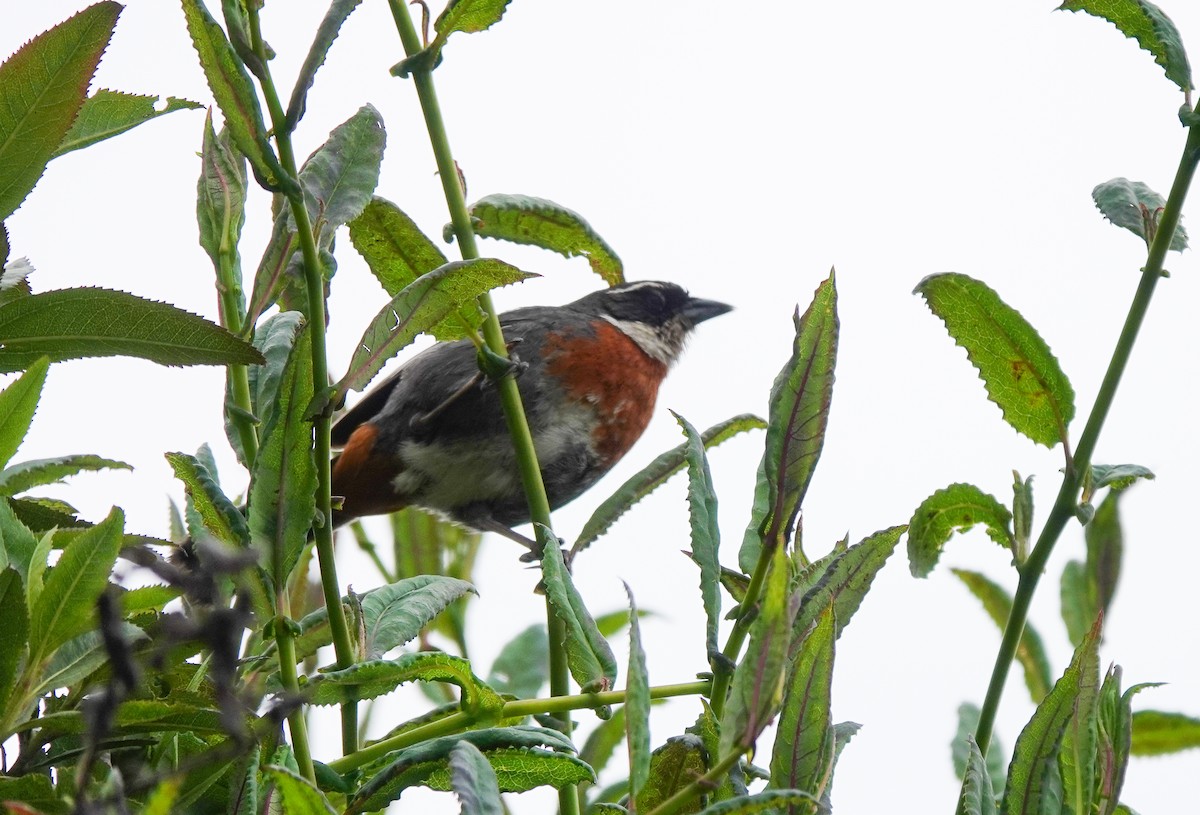 Chestnut-breasted Mountain Finch - ML582322061