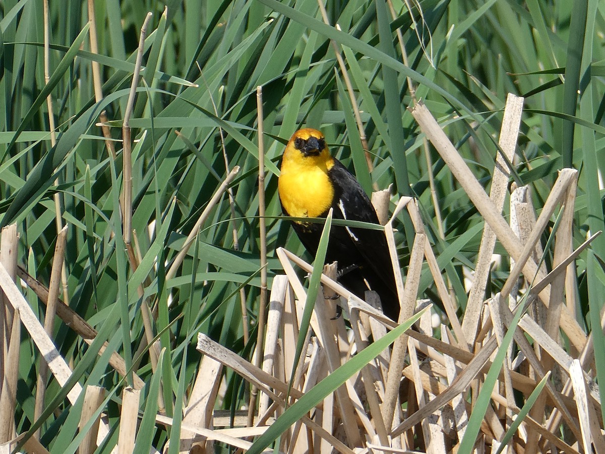 Yellow-headed Blackbird - ML582322401