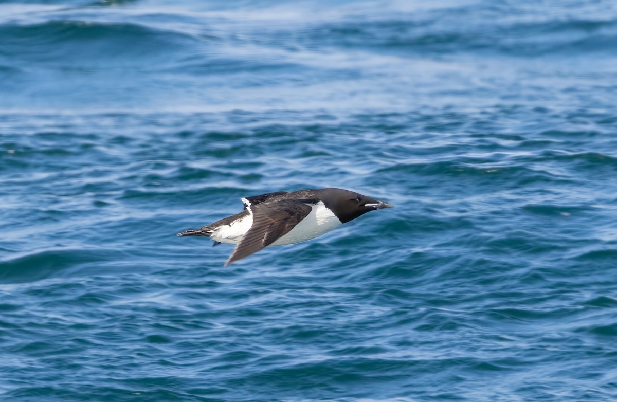 Thick-billed Murre - ML582322541