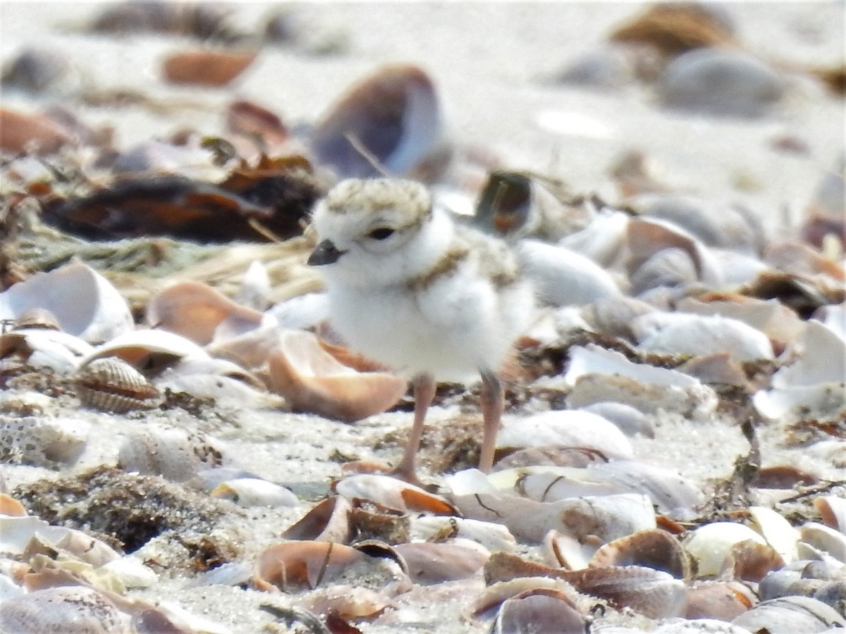 Piping Plover - ML582323961