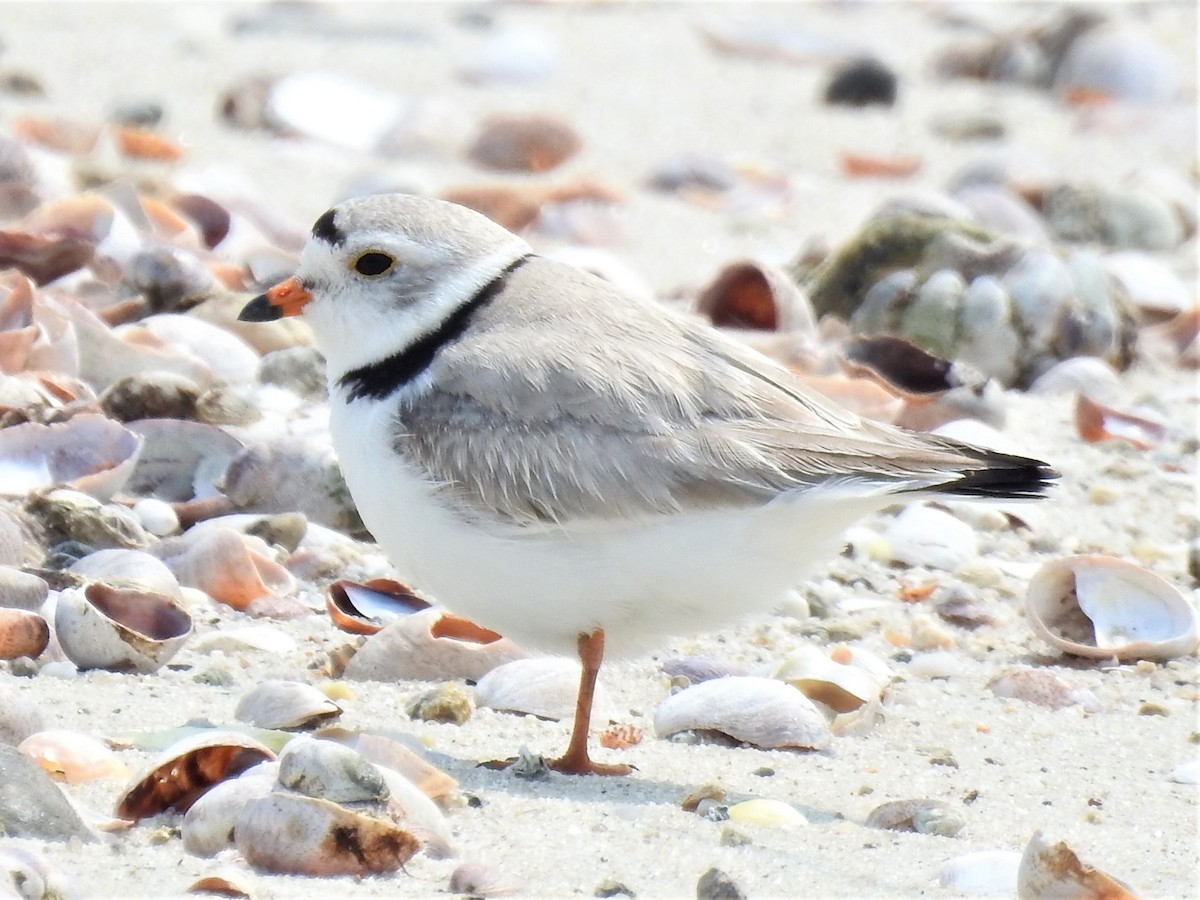 Piping Plover - ML582323971