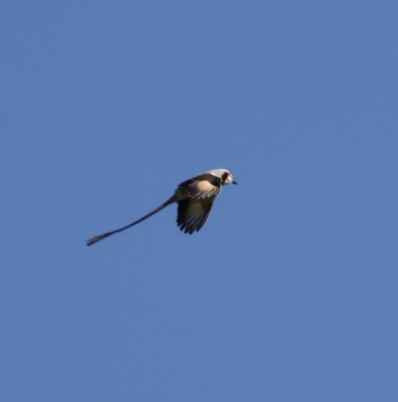Streamer-tailed Tyrant - ML582329251
