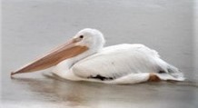pelikán severoamerický - ML582329381