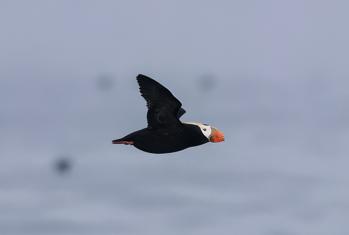 Tufted Puffin - ML582329821