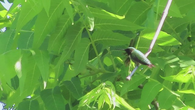 Ruby-throated Hummingbird - ML582330281
