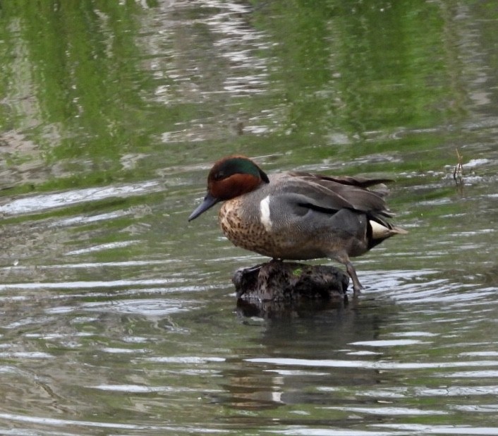 Green-winged Teal - ML582332721