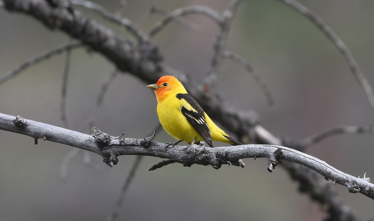Western Tanager - ML582334891