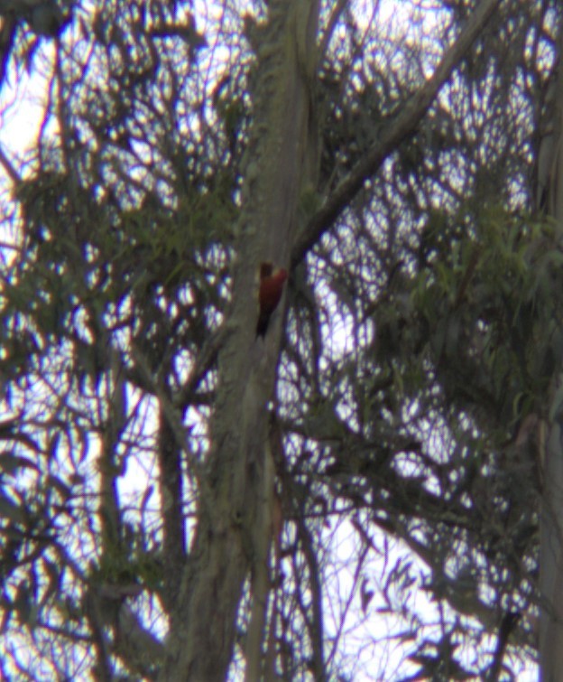 Crimson-mantled Woodpecker - ML582335661