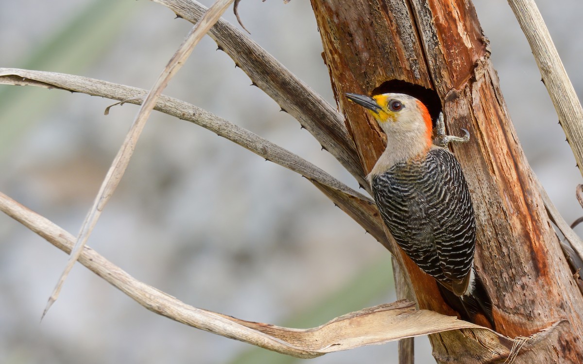 Yucatan Woodpecker - Luis Trinchan