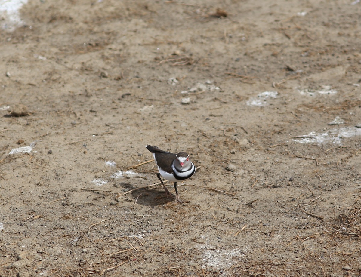 Three-banded Plover - ML582342311