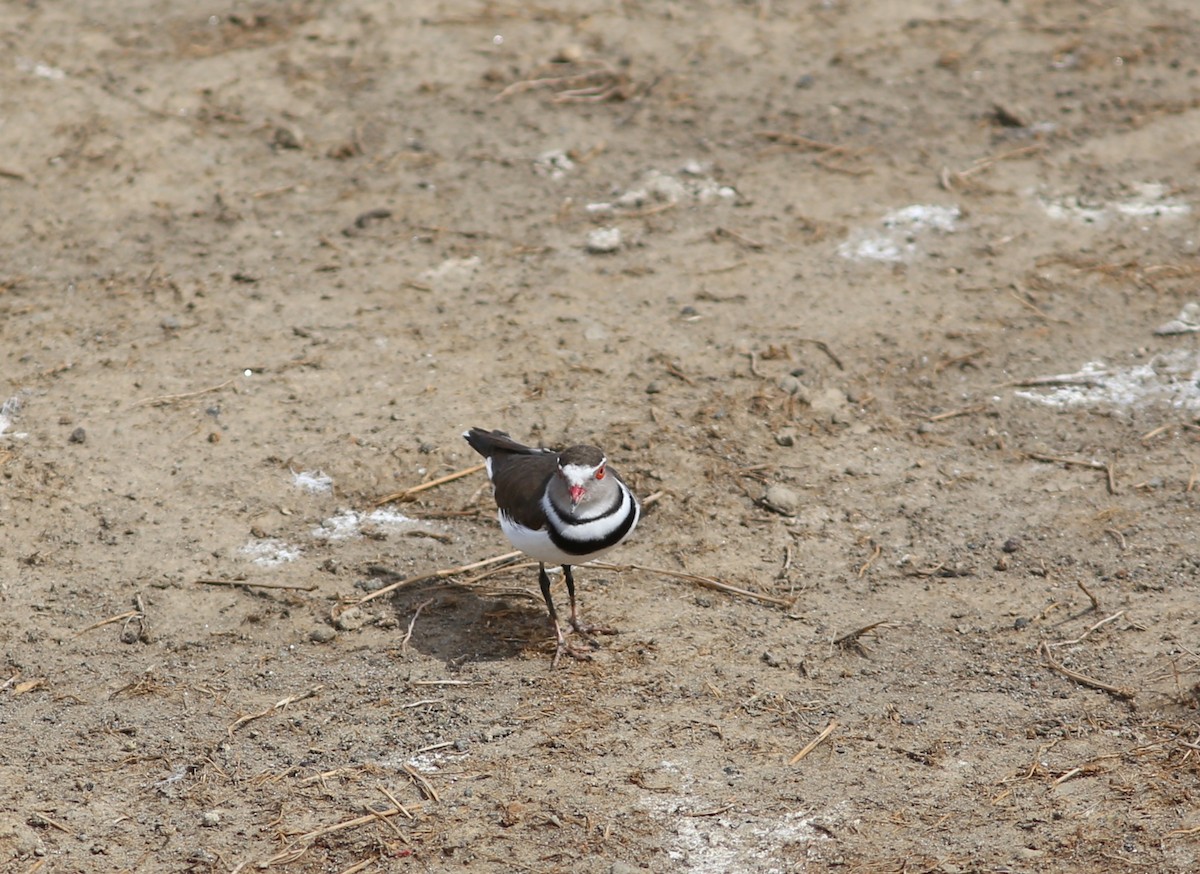 Three-banded Plover - ML582342321