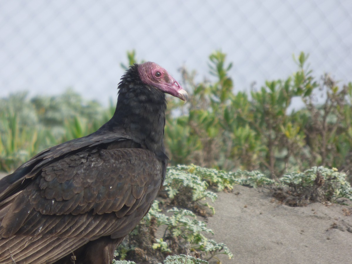 Turkey Vulture - ML582344621