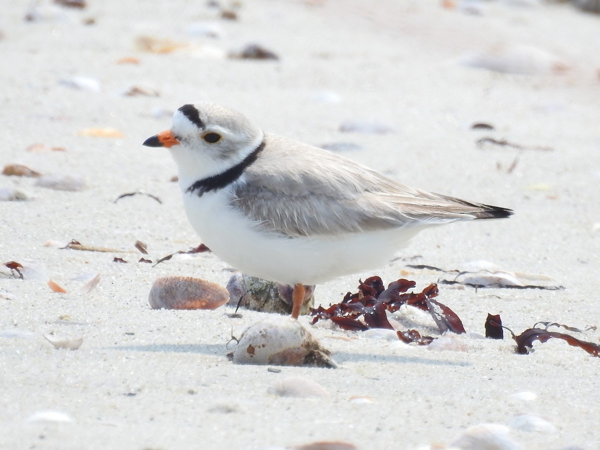 Piping Plover - ML582345701