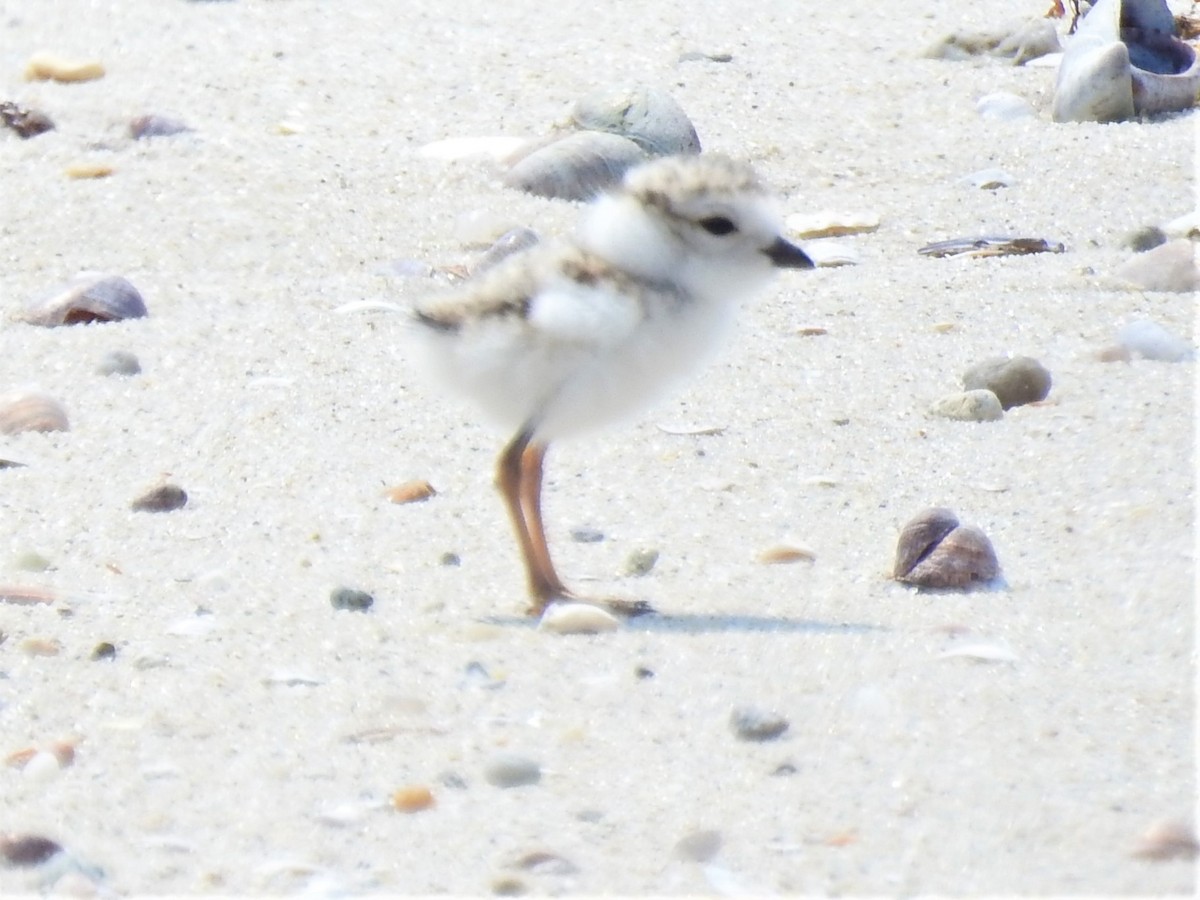 Piping Plover - ML582346721
