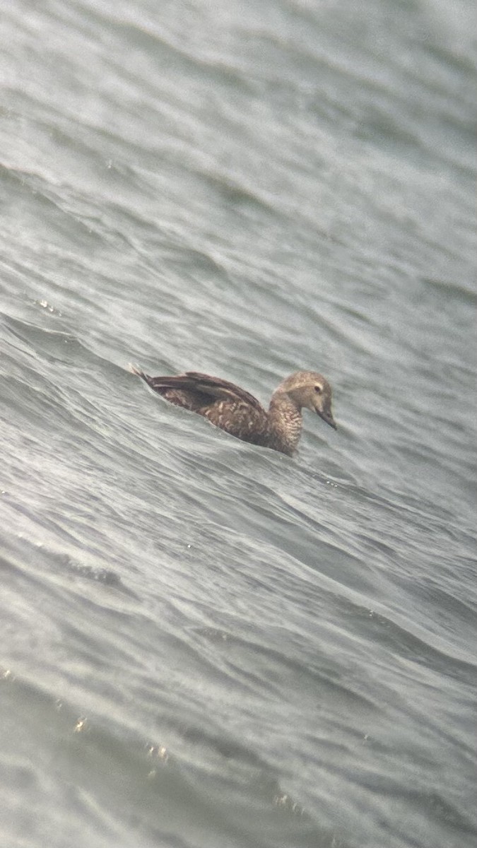 New York Breeding Bird Atlas Checklist Jun Nickerson Beach