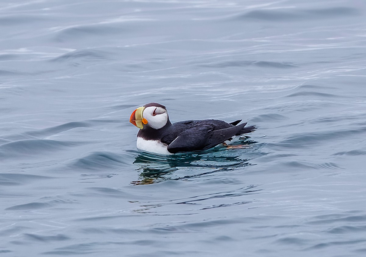Horned Puffin - ML582349501