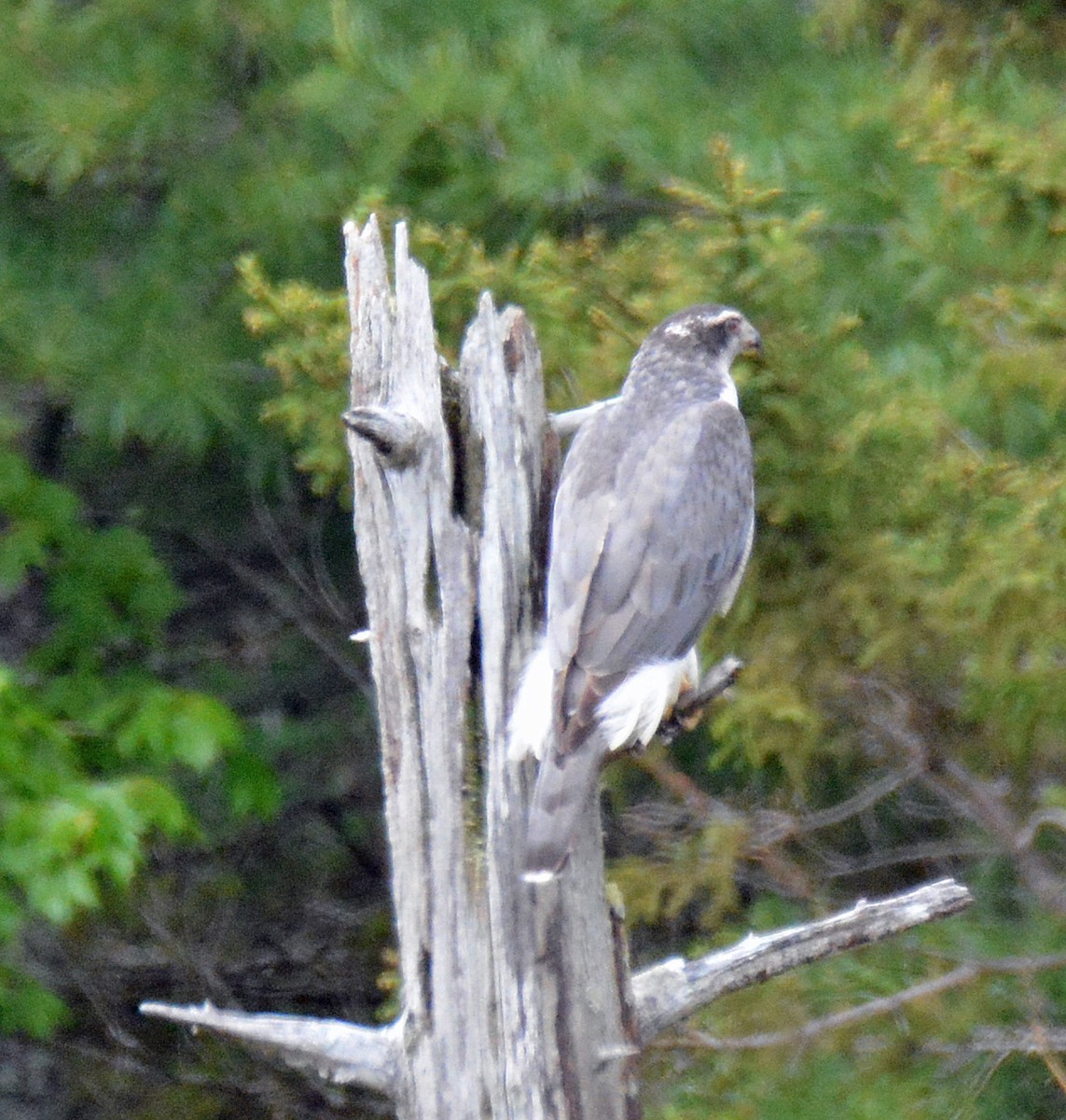 Maine eBird Checklist 7 Jun 2023 Kittredge Brook Preserve, Bluff Rd