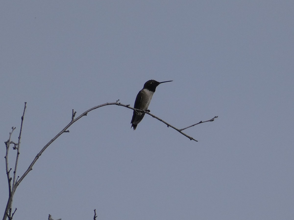 Black-chinned Hummingbird - ML582354431