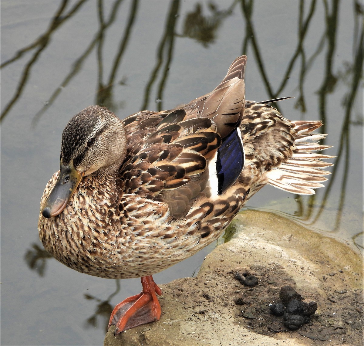 ebird-checklist-7-jun-2023-ucsb-north-campus-open-space-formerly