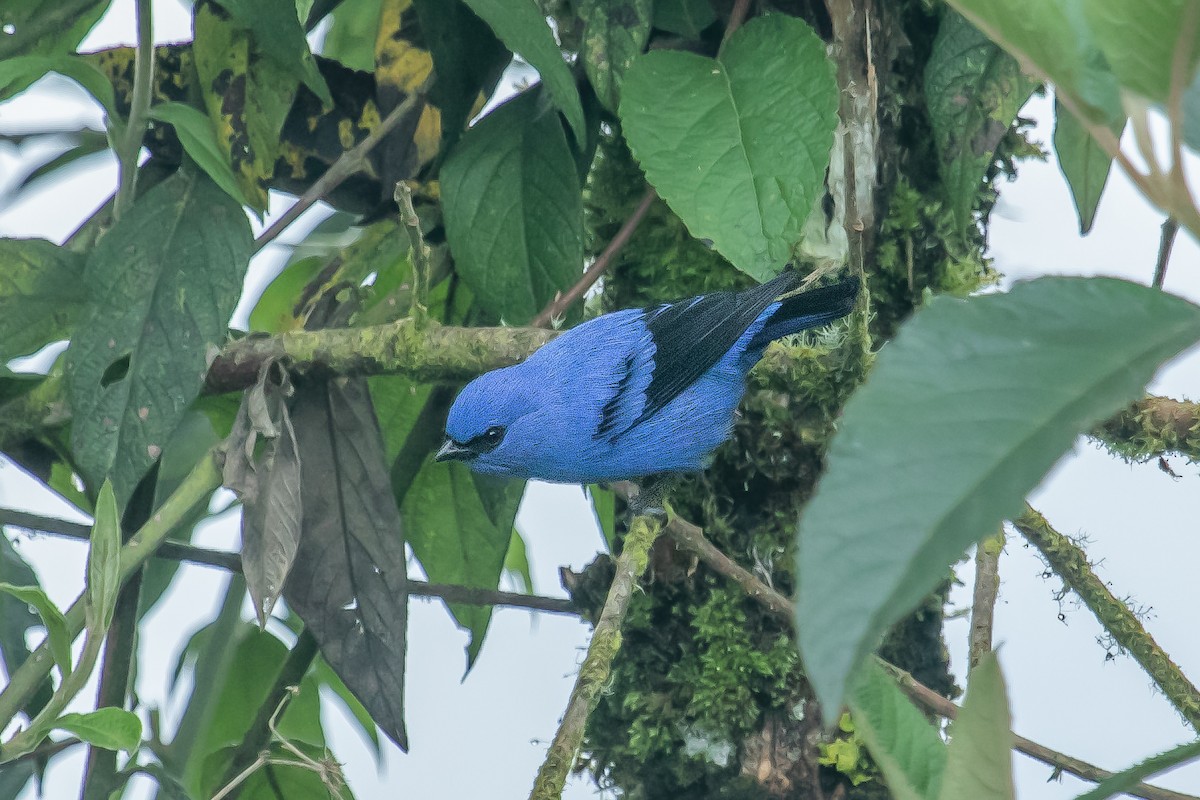 Blue-and-black Tanager (Blue-and-black) - ML582363871