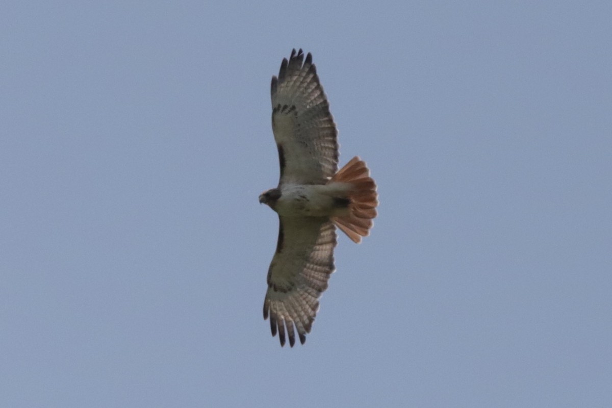 Red-tailed Hawk - ML582365881