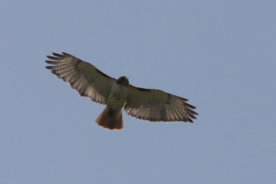 Red-tailed Hawk - ML582365911