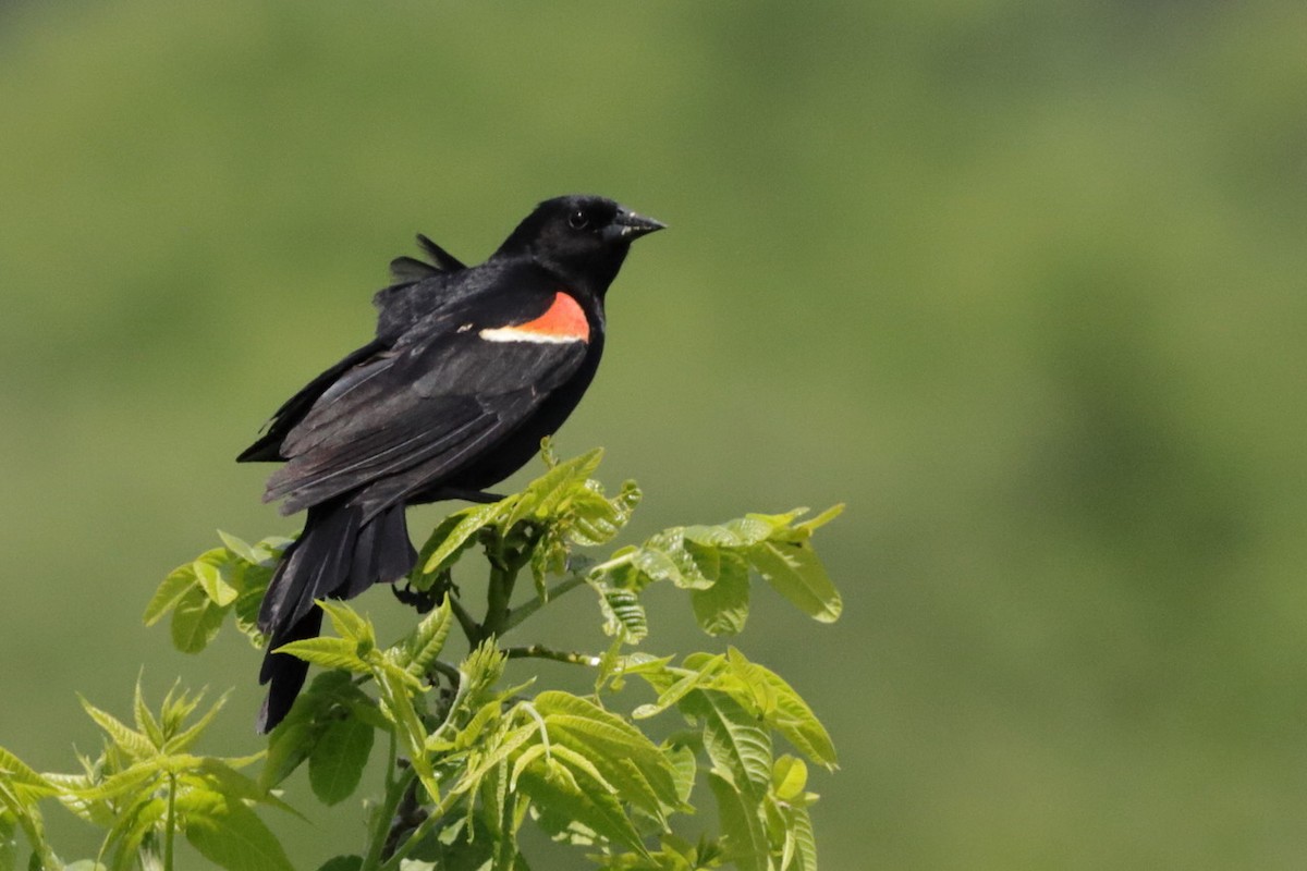 Red-winged Blackbird - ML582366111