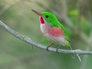  - Broad-billed Tody