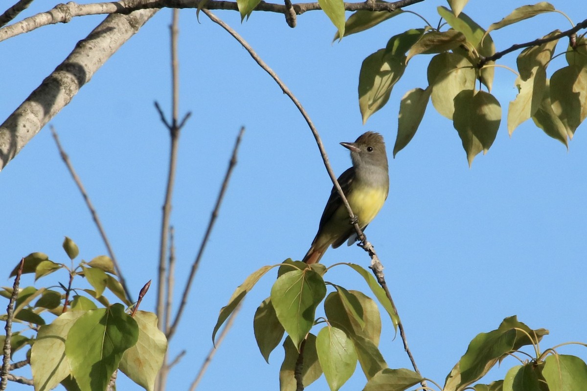 Great Crested Flycatcher - ML582368631