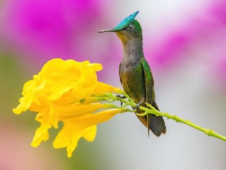  - Antillean Crested Hummingbird