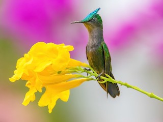 Antillean Crested Hummingbird - Orthorhyncus cristatus - Birds of the World