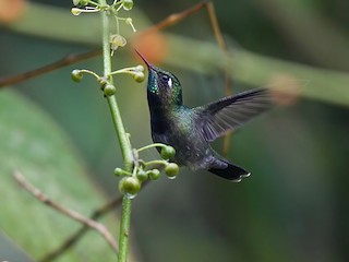  - Emerald-chinned Hummingbird