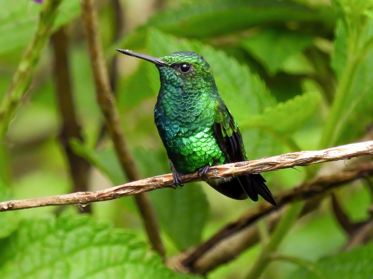 Julie Benz's Stunning Legs in Heels, image size:1200x900