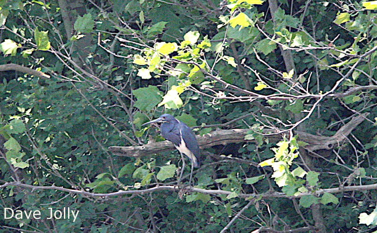 eBird Checklist - 7 Jun 2023 - Terry Fox Parkway, London, Ontario, CA